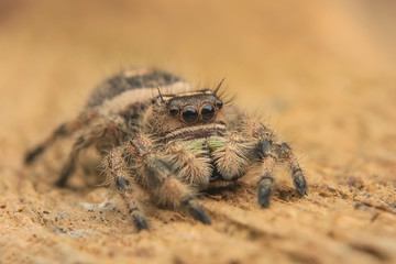 hyllus diardi  or jumping spider close up