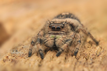 hyllus diardi  or jumping spider close up