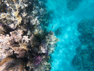 Underwater photography of coral reefs in the red sea. Clear blue water, beautiful corals. Natural natural background. Place to insert text. The theme of tourism and travel.