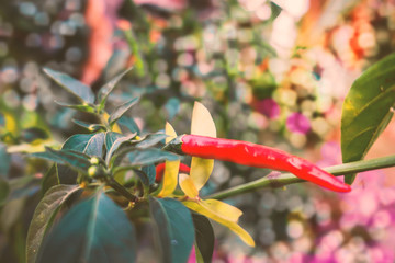 Fresh chili in the garden