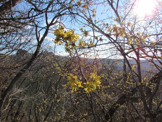 yellow tree in autumn