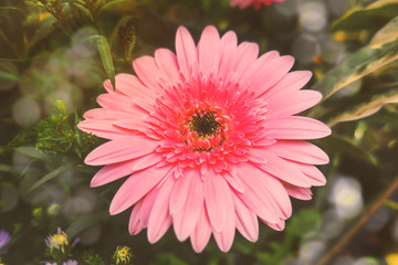 Gerbera in the garden