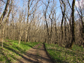 country road in the forest