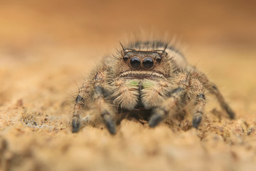 hyllus diardi  or jumping spider close up