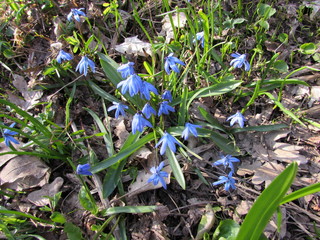 snowdrops in forest