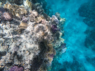 Plakat Underwater photography of coral reefs in the red sea. Clear blue water, beautiful corals. Natural natural background. Place to insert text. The theme of tourism and travel.