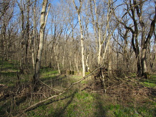 Obraz premium path in the forest