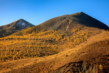 Wild Yak grazing in the highlands of Sichuan Province, China. Garze Tibetan Plateau Region in Western China, Beautiful Golden Fall Colors, Trees Mountains and Grass. Blue Sky, High Altitude Landscape