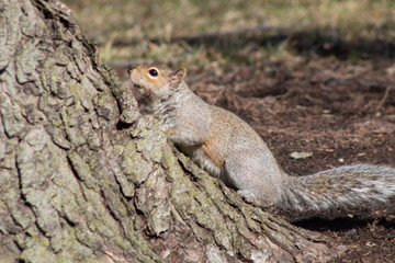 squirrel in park