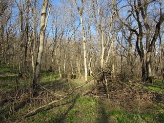path in forest