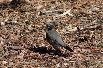 sparrow on a branch