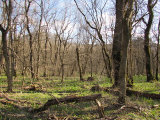 path in forest