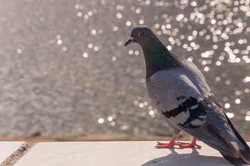 Bird dove on the background with flowing water