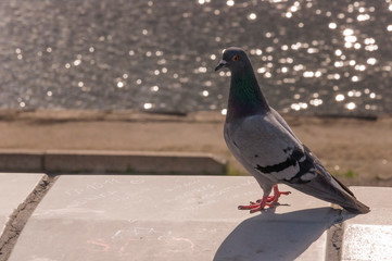 Bird dove on the background with flowing water