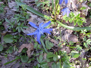 blue flowers