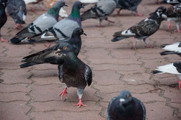 Bird dove on the background with grey asphalt 