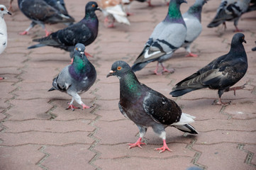 Bird dove on the background with grey asphalt 