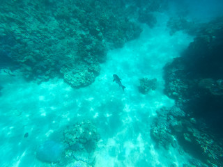 Fototapeta na wymiar Underwater photography of coral reefs in the red sea. Clear blue water, beautiful corals. Natural natural background. Place to insert text. The theme of tourism and travel.