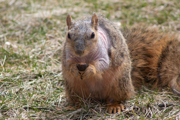 squirrel eating nut