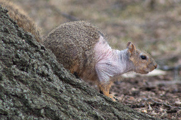 squirrel eating nut