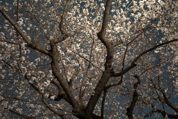 曇り空の夜桜