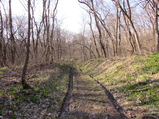 path in the forest