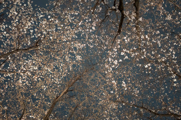 曇り空の夜桜