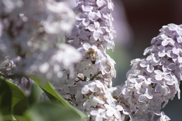 spring has come, lilac blooms