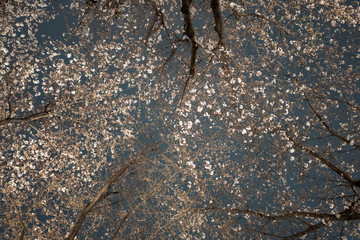 曇り空の夜桜