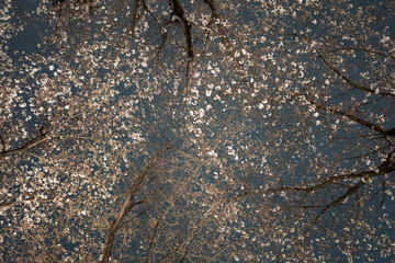 曇り空の夜桜