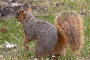 squirrel eating nut