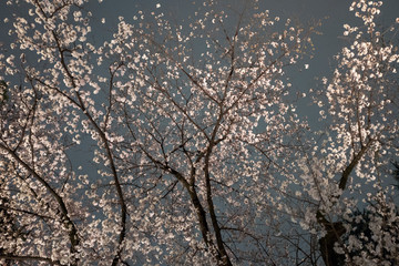 曇り空の夜桜