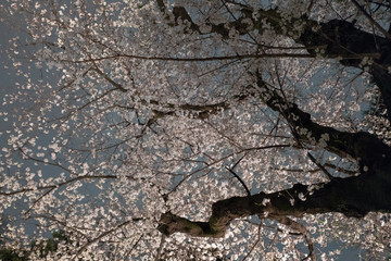 曇り空の夜桜