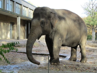 Elephant wants to drink water from a puddle 