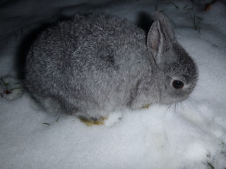 Junges graues Kaninchen im Schnee