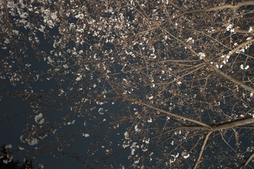 曇り空の夜桜