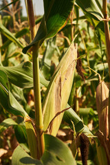 Ear of corn in natural daylight on a summer day