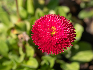 Fototapeta premium Pink English daisies - Bellis perennis in spring park. Detailed seasonal natural scene.