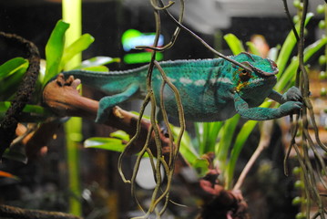 chameleon in a terrarium