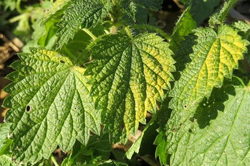 Nettle leaves in the garden, closeup