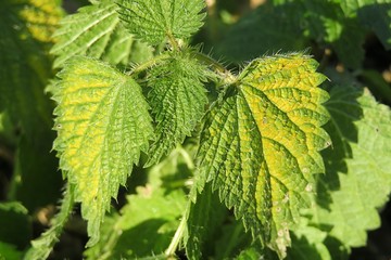 Nettle leaves in the garden, closeup