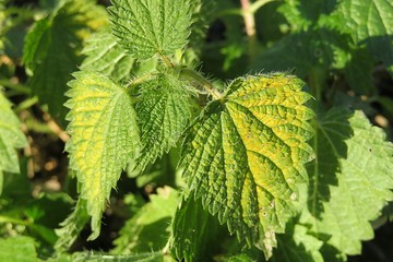Nettle leaves in the garden, closeup