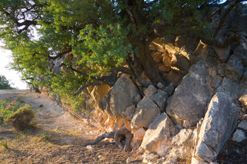 Arganbaum oder Arganie Marokko