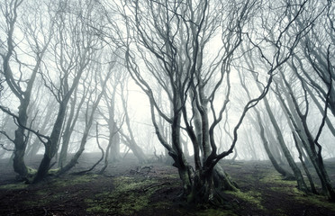 foggy forest