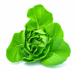Butter head lettuce vegetable for salad on white back ground