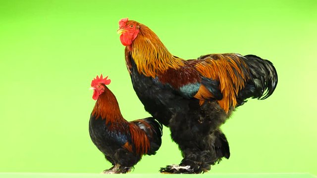 mali and big rooster, same age, on green screen