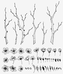 Hand drawn vintage sakura flower and branches illustration set. Botanical graphic element collection for decorations, cards, invitation, prints, posters, tattoo, clothes, t-shirt design.