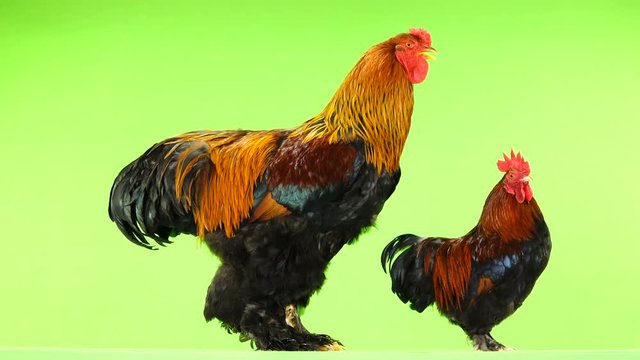 mali and big rooster, same age, on green screen