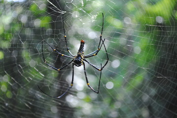 enormous spider on a web