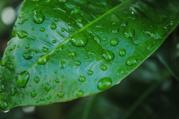 green leaf with water drops